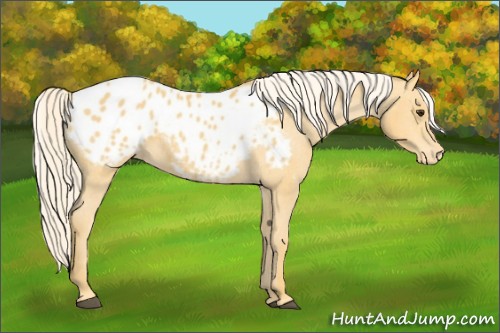 Horse Color:Palomino Appaloosa