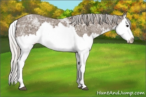Horse Color:Silver Blue Ice Roan Splash 