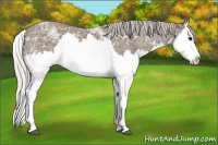 Horse Color:Silver Blue Ice Roan Splash