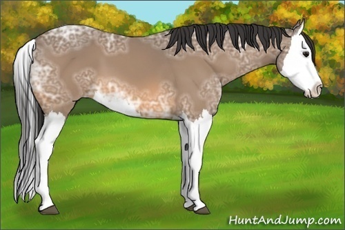 Horse Color:Buckskin Ice Splash 