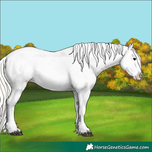 Horse Color:White Spotted Silver Black Appaloosa 