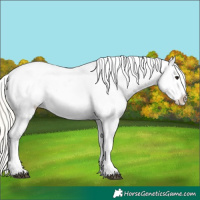 Horse Color:White Spotted Silver Black Appaloosa 
