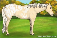 Horse Color:Palomino Appaloosa 