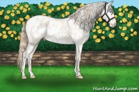 Horse Color:Perlino Appaloosa 