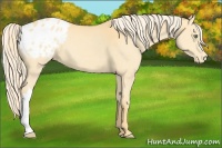 Horse Color:Gold Cream Champagne Appaloosa 