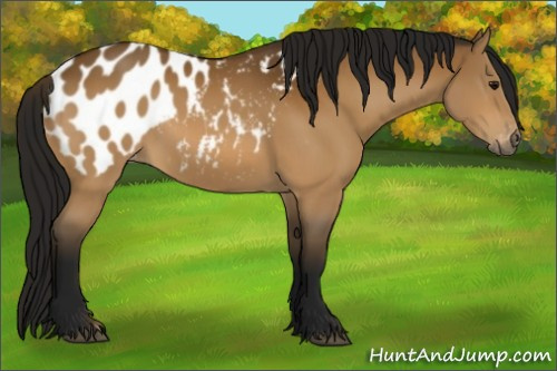 Horse Color:Gray Buckskin Appaloosa