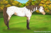Horse Color:Buckskin Near Leopard 