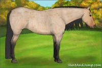 Horse Color:Bay Roan Dun 
