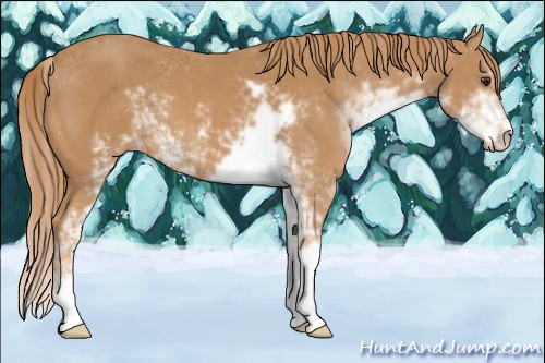 Horse Color:Chestnut Sabino 