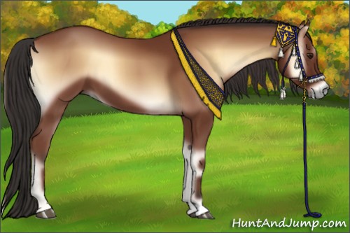 Horse Color:Bay Onyx 
