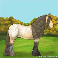 Horse Color:Buckskin Appaloosa
