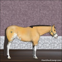 Horse Color:Buckskin Sabino