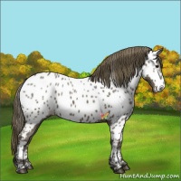 Horse Color:Smoky Black Near Leopard
