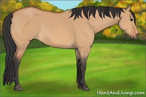 Horse Color:Unknown 