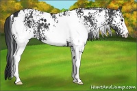 Horse Color:White Spotted Black