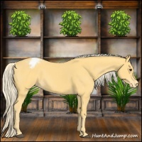 Horse Color:Palomino Appaloosa 