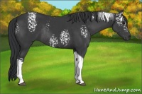 Horse Color:White Spotted Black Tobiano Rabicano