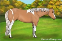 Horse Color:Silver Bay Sabino Tobiano 