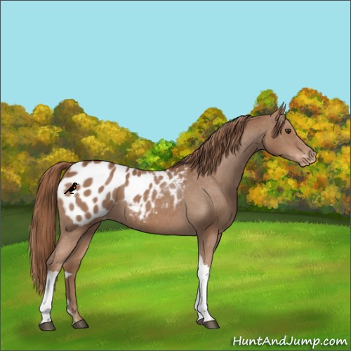 Horse Color:Chestnut Appaloosa