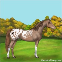 Horse Color:Chestnut Appaloosa