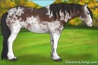 Horse Color:White Spotted Bay Ice Roan