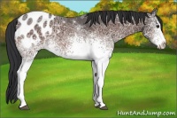 Horse Color:White Spotted Bay Ice Appaloosa 