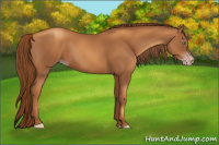 Horse Color:Gray Gold Champagne 