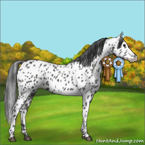 Horse Color:Black Appaloosa 