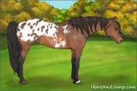 Horse Color:Bay Appaloosa 