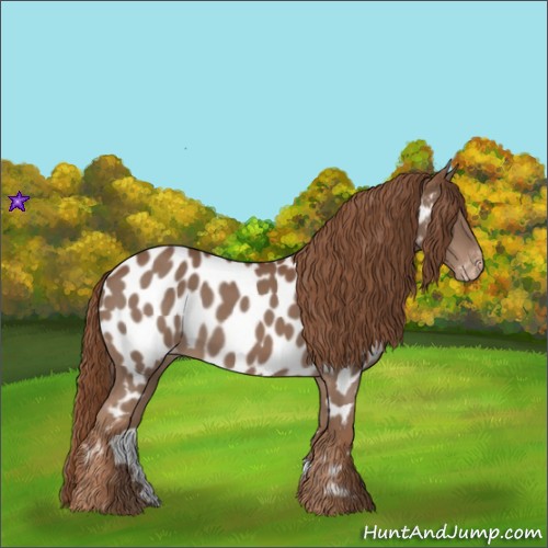 Horse Color:Chestnut Appaloosa 