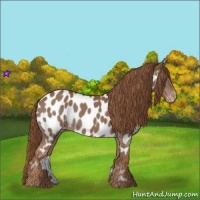 Horse Color:Chestnut Appaloosa 