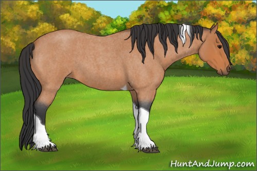 Horse Color:Bay Roan Tobiano