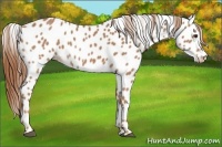 Horse Color:Chestnut Appaloosa 