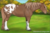 Horse Color:Chestnut Blanket 