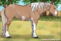 Horse Color:Silver Bay Dun Sabino Tobiano Frame Rabicano 