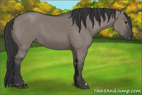 Horse Color:Grullo