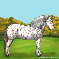 Horse Color:Chestnut Appaloosa 