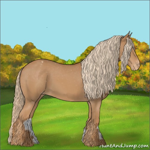 Horse Color:Chestnut Appaloosa 