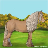 Horse Color:Chestnut Appaloosa
