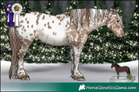 Horse Color:Liver Red Dun Tobiano Appaloosa Rabicano