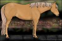 Horse Color:Palomino