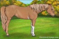 Horse Color:Chestnut Tobiano