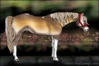 Horse Color:Chocolate Palomino Onyx Tobiano 