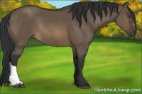Horse Color:Brown Dun Rabicano