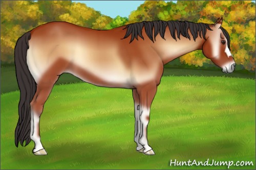 Horse Color:Bay Onyx 