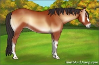 Horse Color:Bay Onyx 