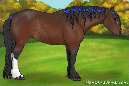 Horse Color:Brown Rabicano