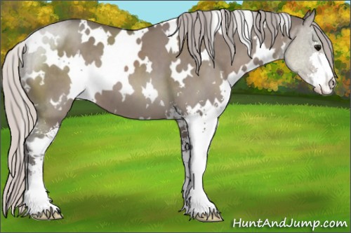 Horse Color:White Spotted Silver Grullo Sabino 