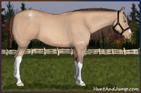 Horse Color:Amber Champagne Appaloosa 