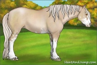 Horse Color:Silver Grullo Pearl Sabino